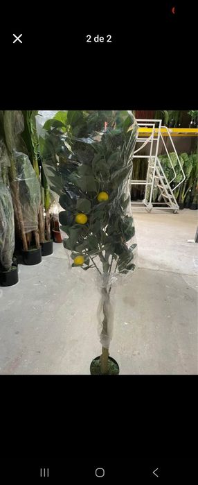 Limoeiros realistas para decoracoes com entregas