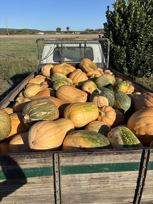 ABÓBORA MENINA - apenas 0,50 €/KG!