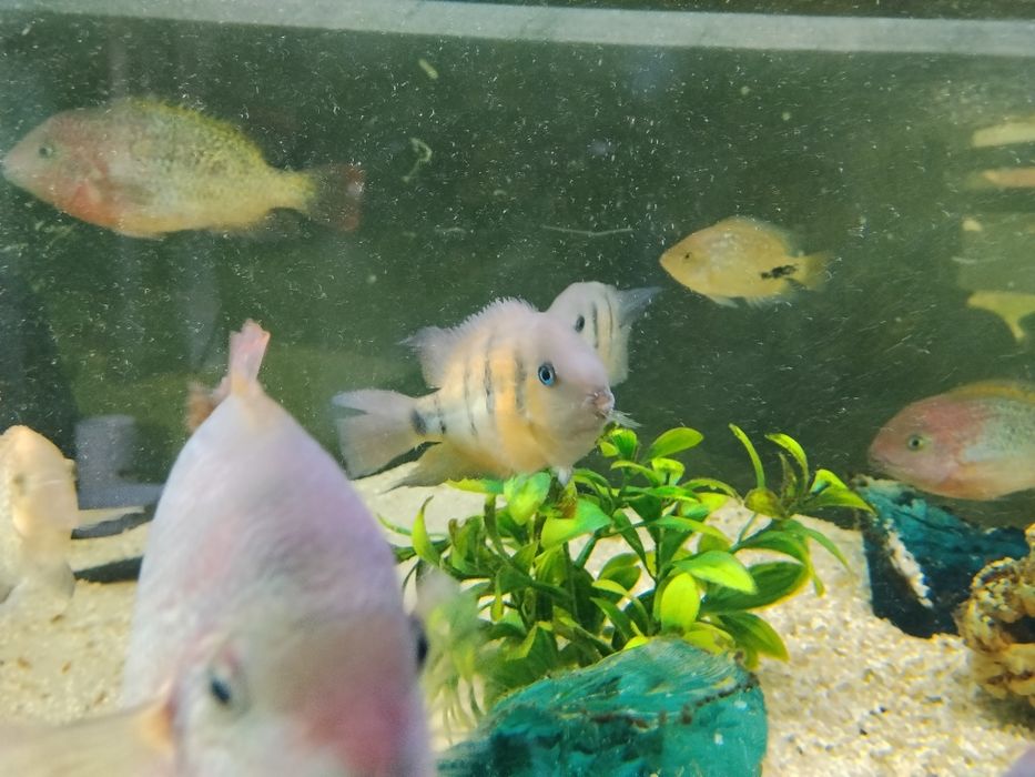 Pielęgnica Cuttera zwana niebiesko oka