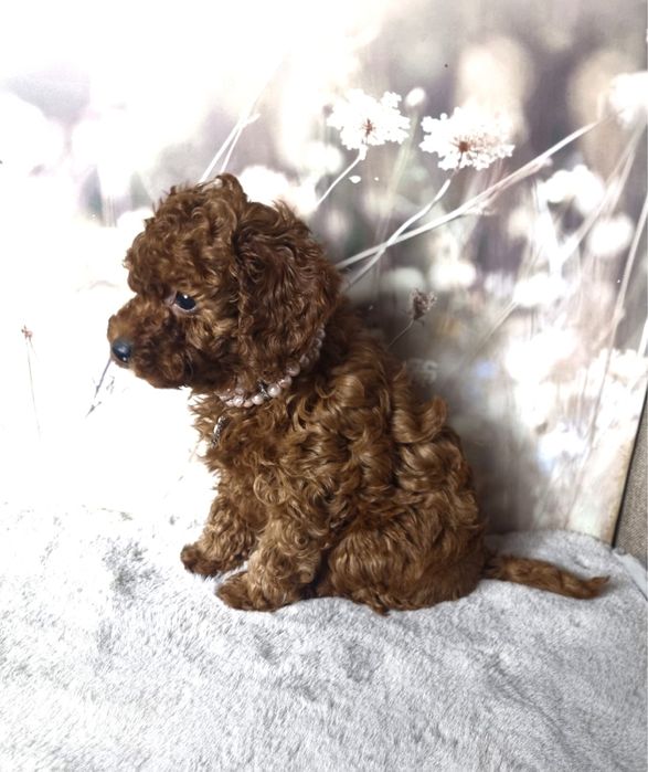 Rezerwacja Pudel Toy dziewczynka badania gen