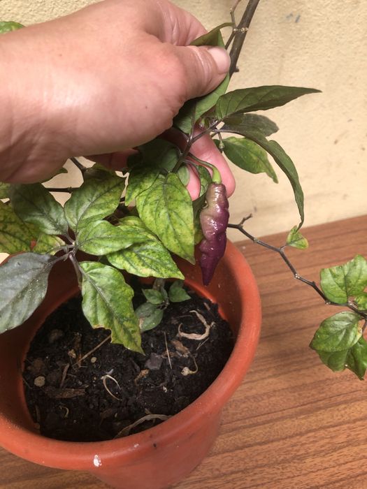 Planta malagueta Pink Tiger