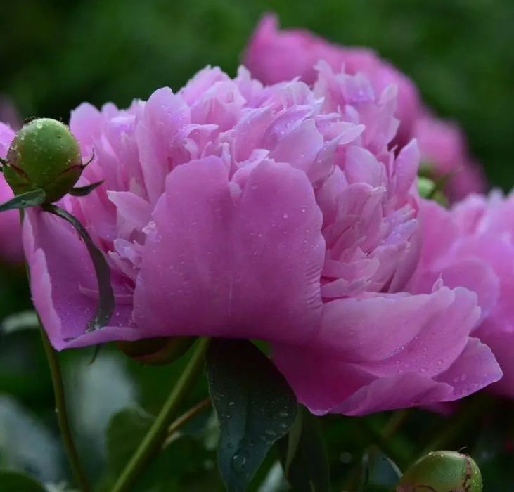 Іриси бородаті, нарцизи жовті ранні, мускарі Арменікум продаж