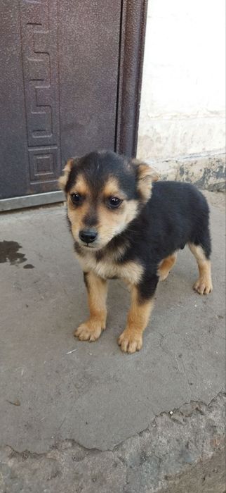 Віддам в хороші руки собачок