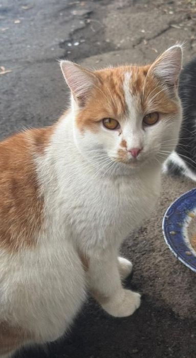 Отдам рыже-белого котенка, 6 месяцев,  мальчик