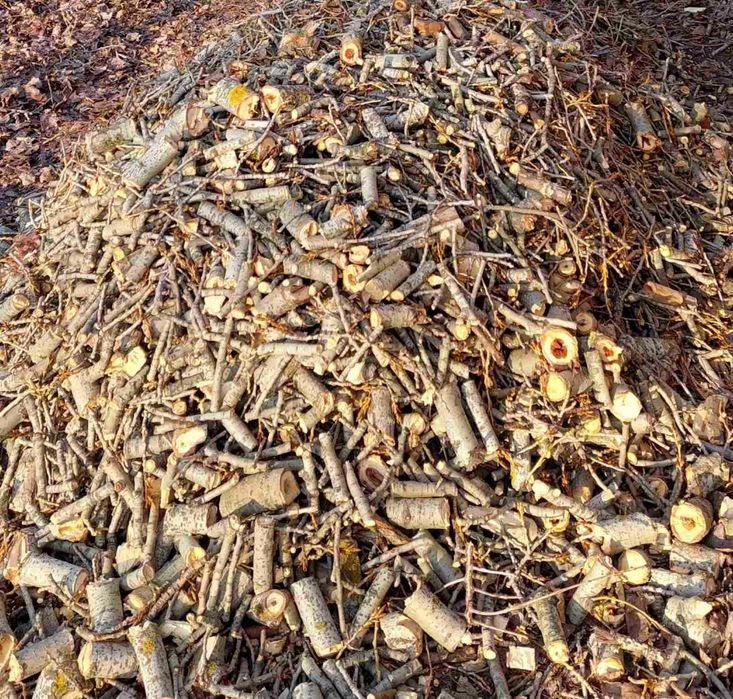 Дрова твердые Дробленная Акация,берест ветка в мешках / Насыпью /Бегах