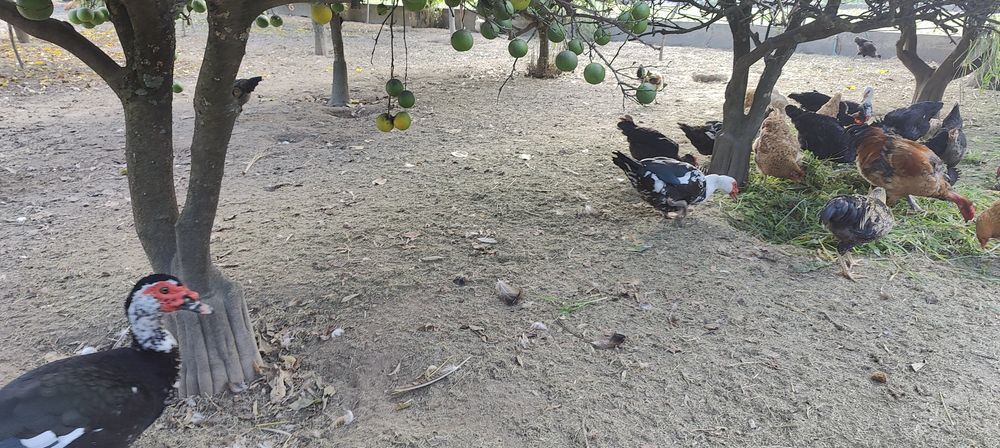 Patos mudos macho.