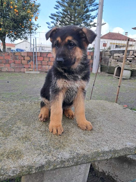 Pastor alemão disponivel