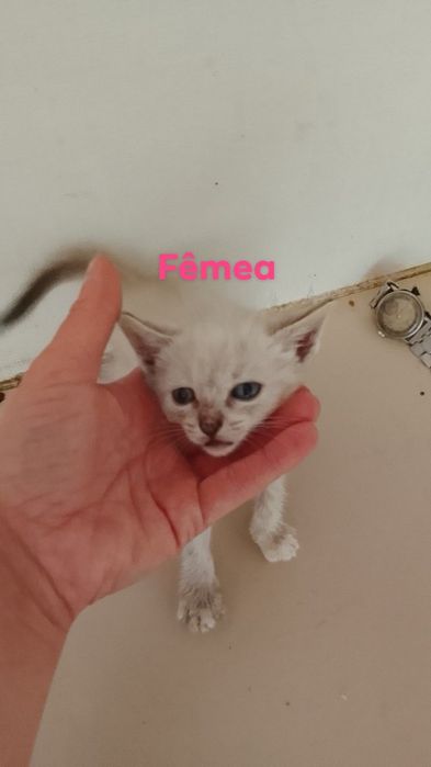 Da se gatinhos bebe