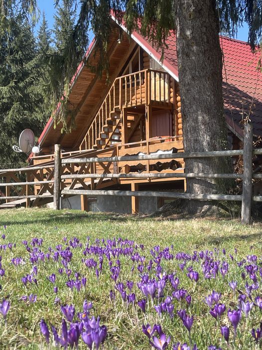 Відпочинок, на березі гірської річки, біля лісу, Ворохта.