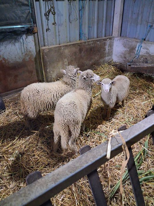 Cabrito novo a cubrir