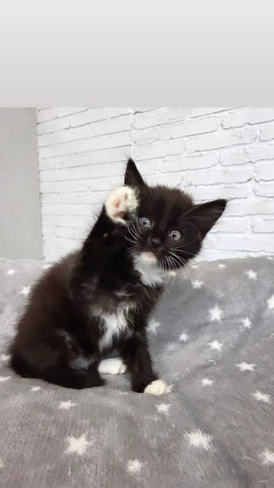 Отдам черно-белого котенка, мальчик, 2 месяца