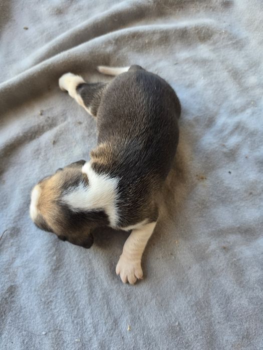 Beagle macho  registado