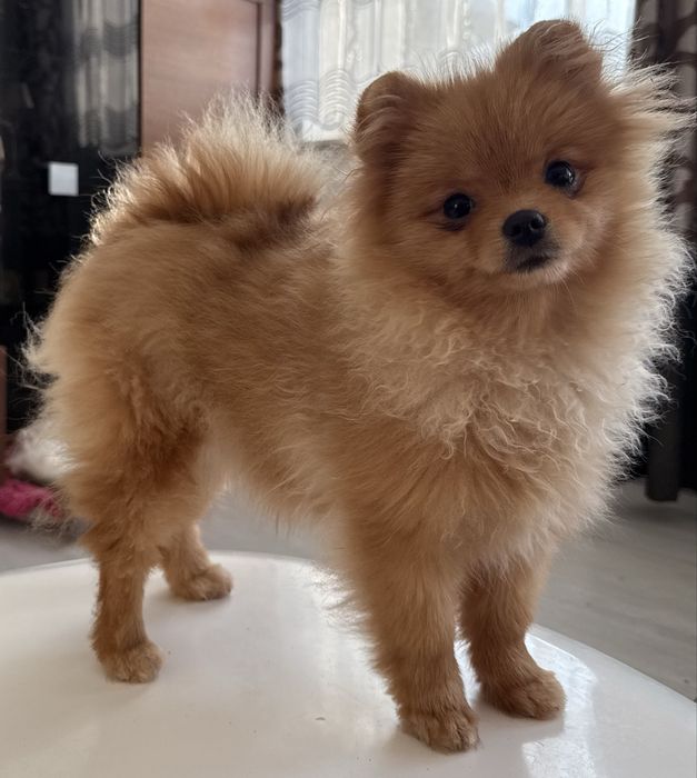 Szpic miniaturowy pomeranian suczka ZKwP FCI