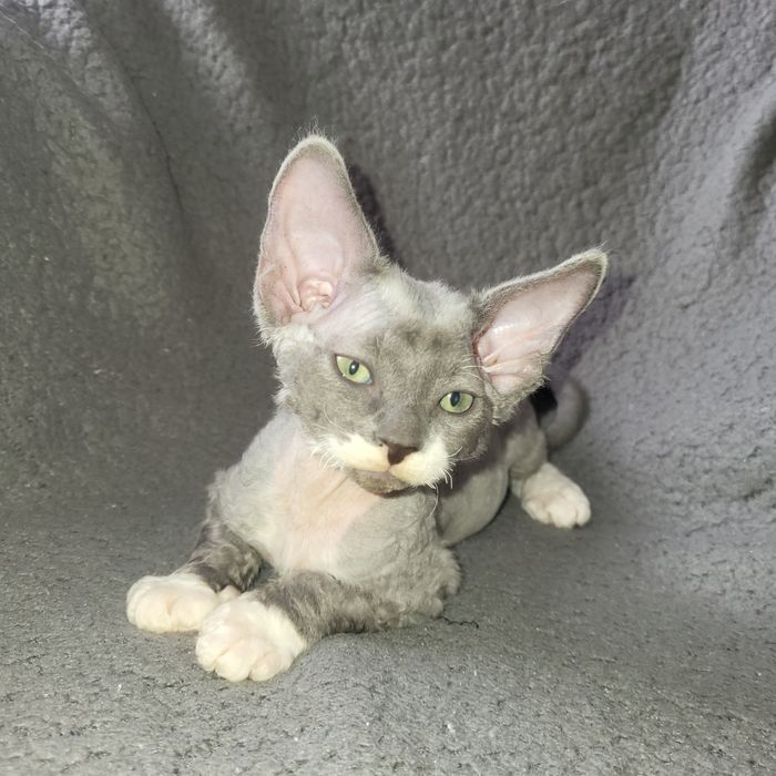 Велюровый мальчик канадский сфинкс