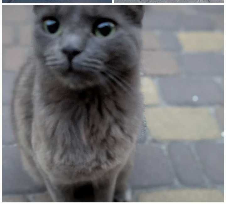 Котик шукає родину