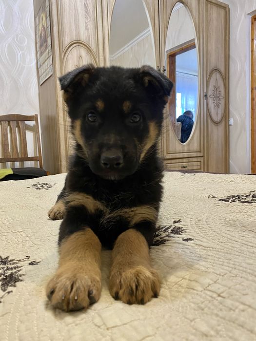 Німецька вівчарка