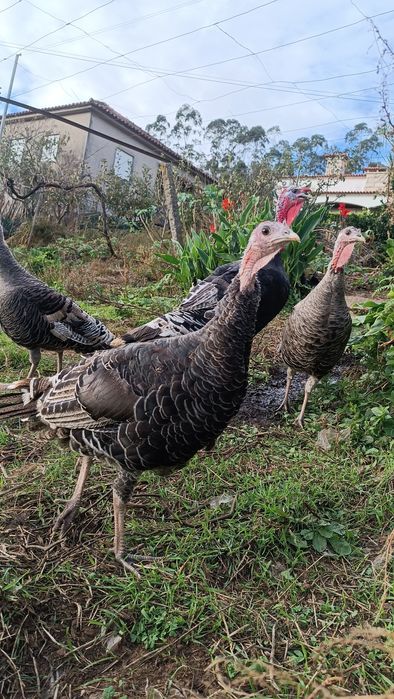 Reserva se perús para o natal