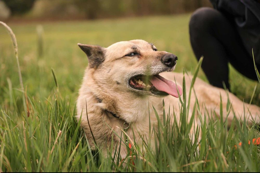 Ukra poleca się do adopcji