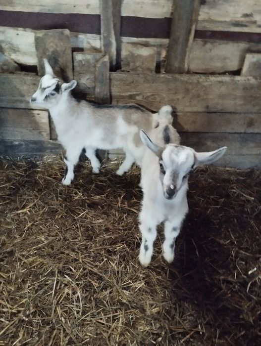 Młode  koziołki samodzielne
