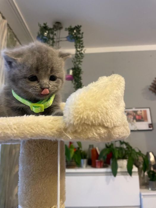 Kocurek brytyjski niebieski piękny zapraszam