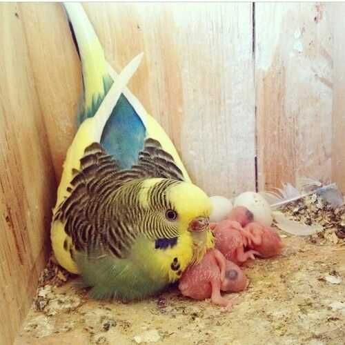 Roseicollis/Agraponis domésticados