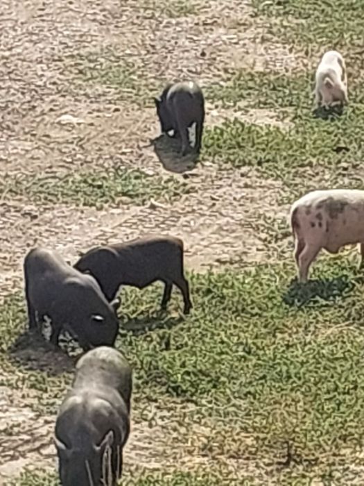 Продам вьетнамских поросят