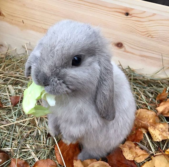 Coelhos anões mini loop(orelhudos) + gaiola nova + alimentação adequad