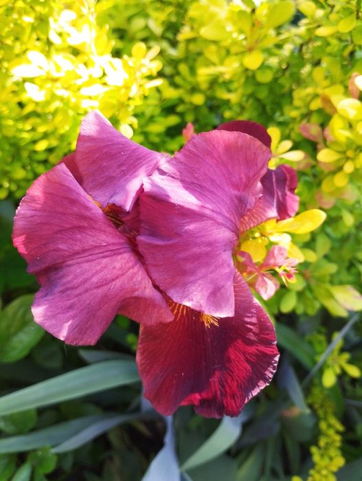 Высокорослые ирисы