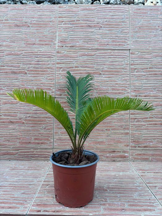 Plantas Sica (Cycas Revoluta) em Vaso - Vários Tamanhos