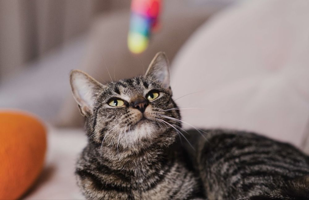 Dwu letnia Emi szuka domu!