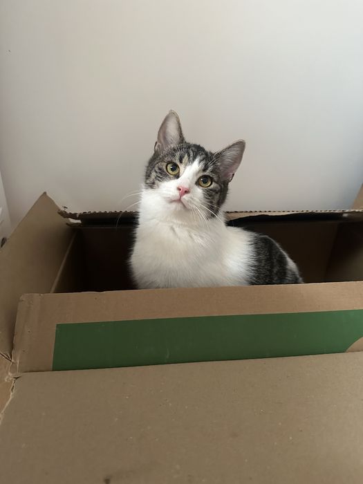 Urocza 6 miesieczna kotka