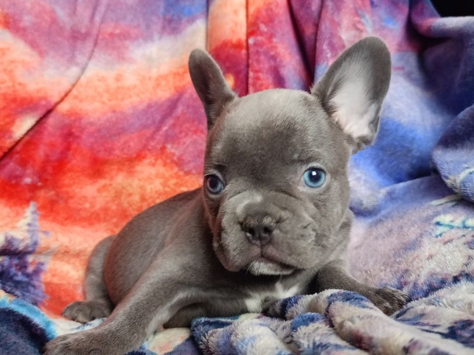 Французский бульдог мальчик