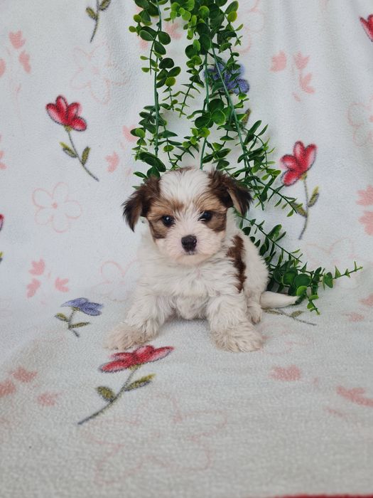 Estupendo mini Yorkshire Beiwer de Qualidade