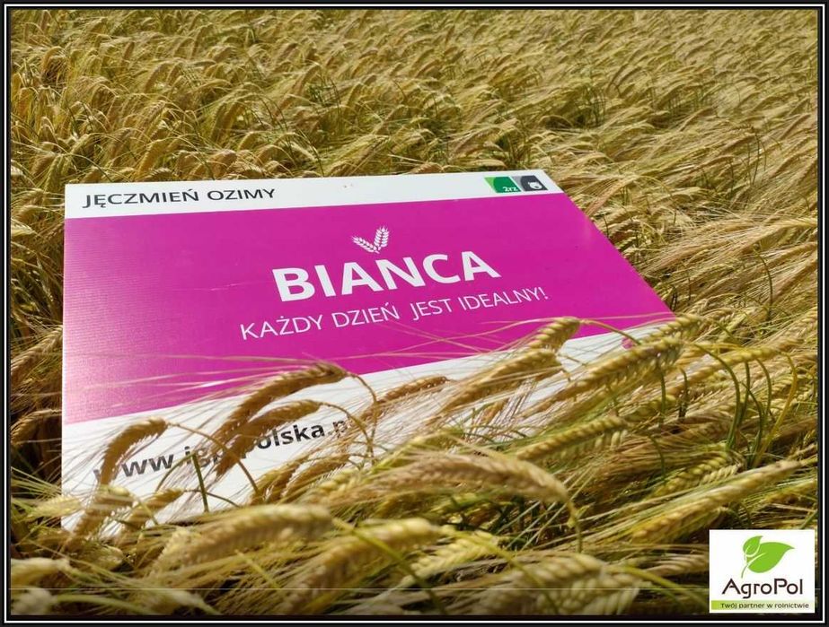 Jęczmień Ozimy BIANCA - Wysoki Plon Bardzo Grube Ziarno Nasiona Jęczmienia Ozimego IGP Agrii