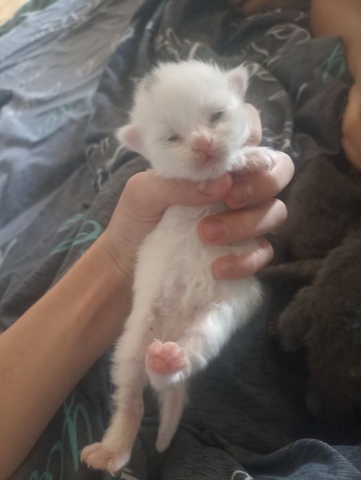 Котята грудние 4шт