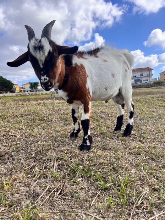 Cabrito micro anão