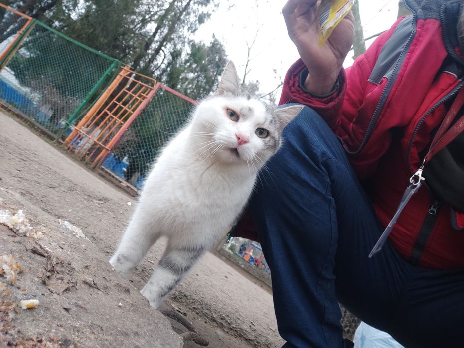 Найден котик Слонык