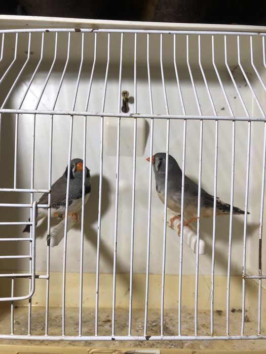 Casal Mandarins Gigantes