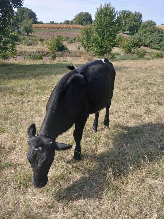 продам телицю  і дві телички