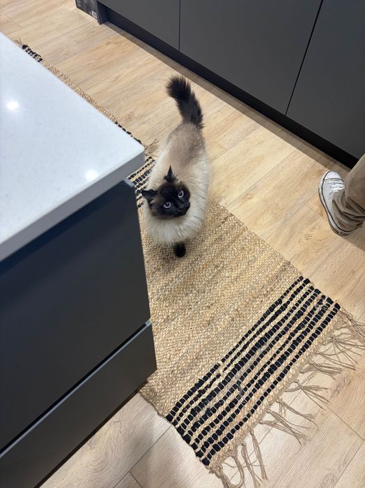 Gato para adoção responsável