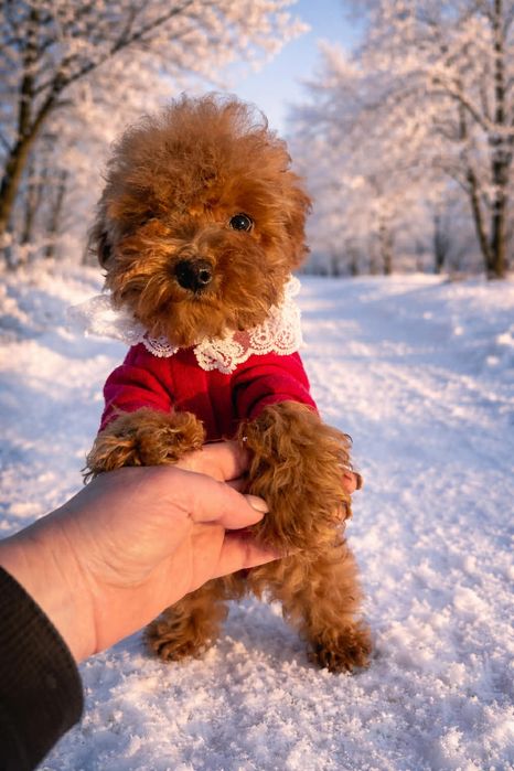 Дівчата мальтіпу