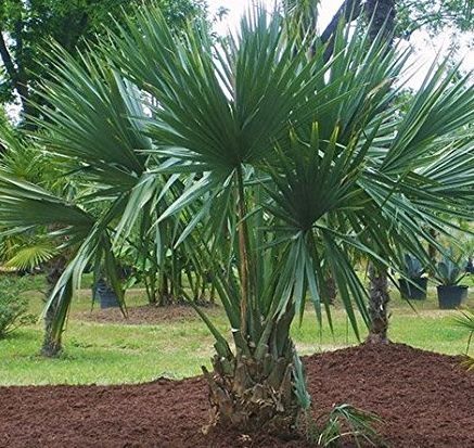 Palmeira Sabal minor