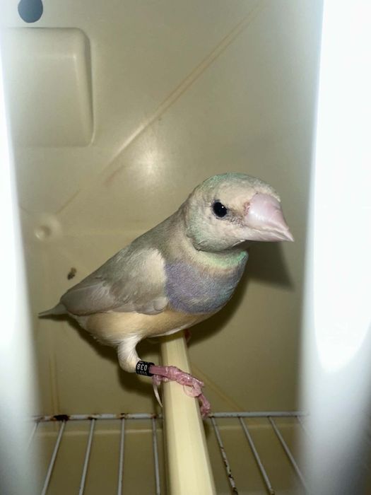 Diamante gould fêmea 2025