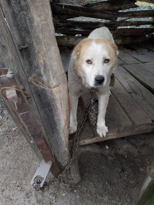 Продам Алабая, хороший и послушний мальчик