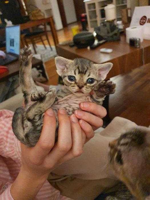 Kot Devon Rex Kociak Devon Devonek Rex Kociak Panterka