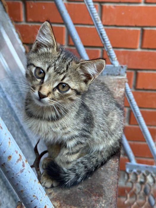 Відамо в добрі руки кошенят)