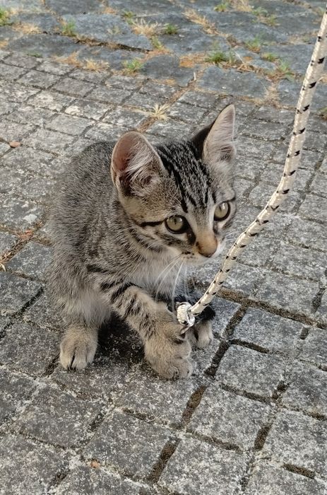 Gatinhos para oferecer