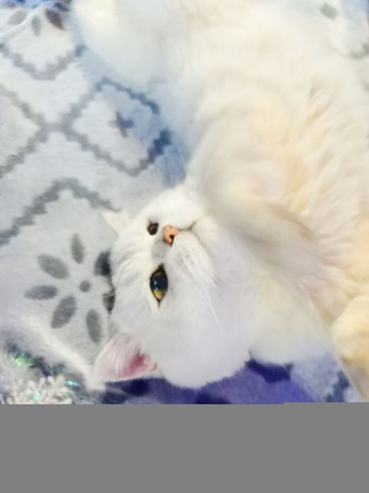 Вязка для кошек