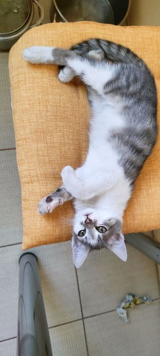 Кошеня хлопчик 2 міс