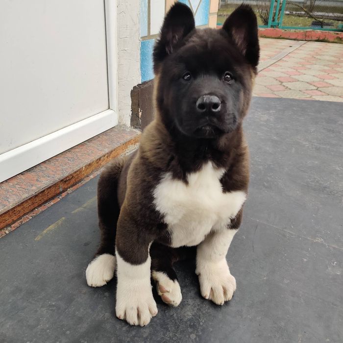 Американські Акіти